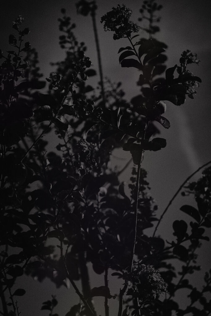 Adler Guerrier: Small Oscillations Among Everyday Forms